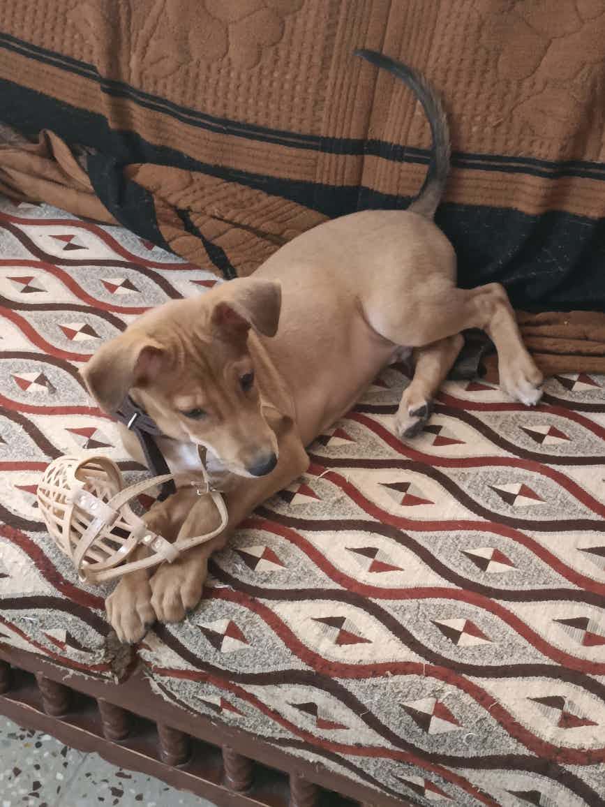 Hey all, looking for an urgent foster for a 2.5 month old male indie pup. He gets along great with both dogs and cats, is yet to be vaccinated, and needs to find an adopter/*urgent* foster on or before the 20th. Please reach out if you think you can help and it would mean a lot! TIA
