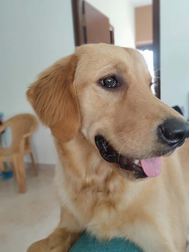 Max(8 mnth F) golden has relatively stopped or takes time in having breakfast which we usally give kibbles.
Is this normal or do need to take her to the vet ?