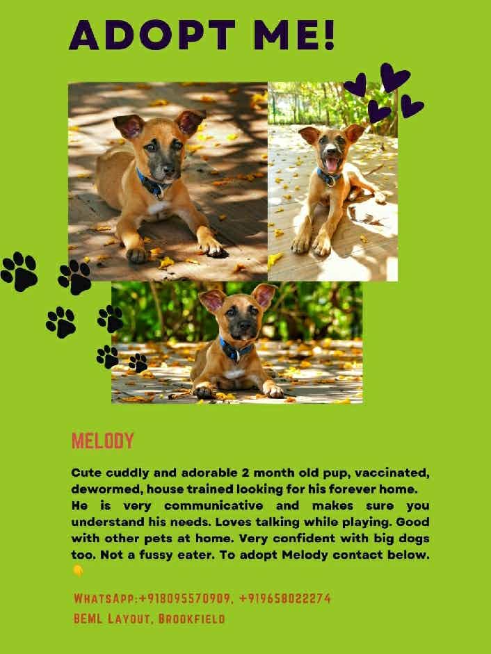 Bangalore adoption appeal .

This beautiful young boy is melody . He gives cute expression and gives such beautiful eyes . He’s an absolute gorgeous boy ,with a brown shaded coat . 

He’s around 2 months , easily trainable . He’s vaccinated and dewormed . He’s very sober communicative & trainable .
He’d fit in well with cats , dogs & kids . 

He is not a fussy eater . He would fit into first time pet parents & experienced family . 

Potty pee trained. Few Command trained. 

Please share to help us find melodys beautiful home 🌟🐶

Location : BEML , Brookfield 

To adopt melody WhatsApp @9611353562(WhatsApponly) 
All adoption procedures mandatory .