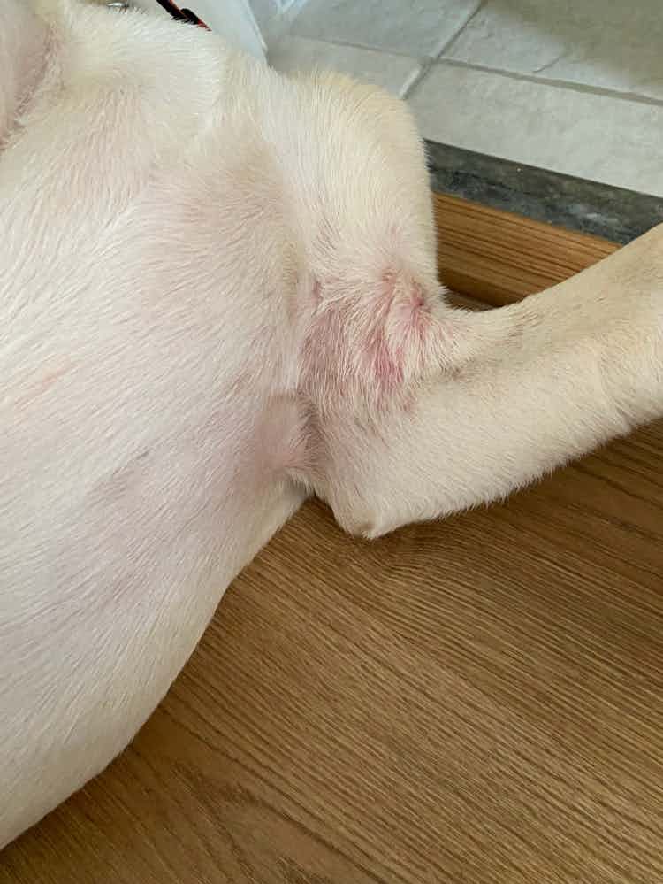 hello my 4 month puppy is having this kind of rashes under his leg…request your advice on this…