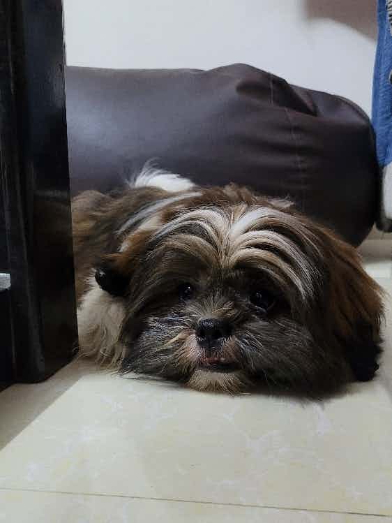 Hi, I'm looking for a co parent around Marthahalli area in Bangalore to take care of our 5 months old Shih tzu boy. We are planning to go to our hometown for a week from April 11 till April 18th. Kindly let me know If anyone is interested to take care.