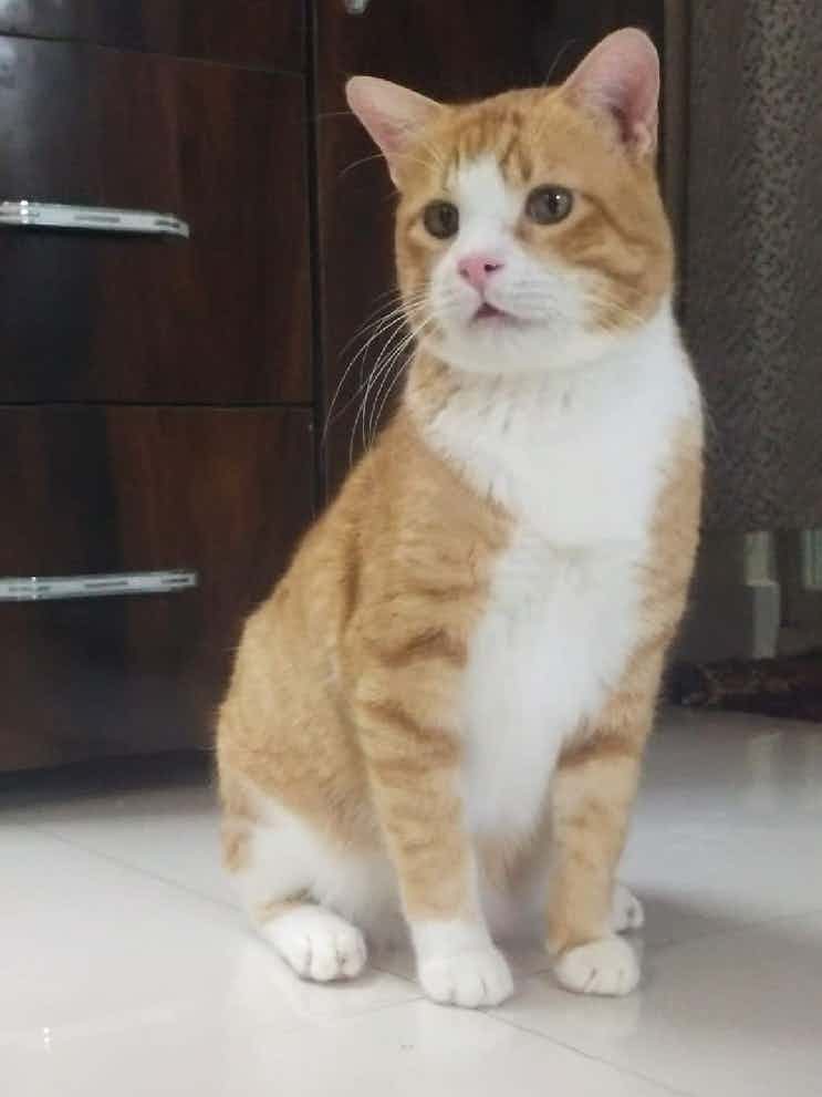 *Gopi Cat* 😺
3 yrs
Boy
Vaccinated
Sterilised
Very Loving
Cat & Human Friendly 🥰
To Adopt him msg us on 9739509193
Plz Share