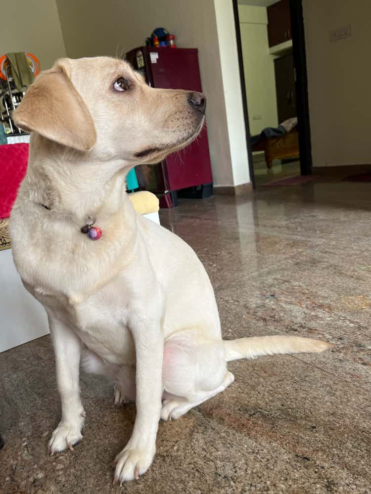 Cherry got groomed today from Subhra Pratim Dutta & team and is absolutely loving it! ❤️❤️ It was her first professional grooming experience though she was scared and kinda aggressive groomers handled her  patiently.
A lot depends on the grooming team & we absolutely loved their service