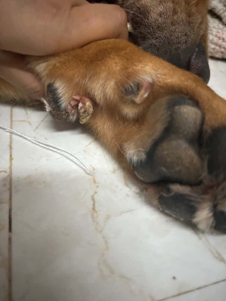 Hi everyone,
I have observed this growth/something near my 2.5yr old lab’s paw..
Does anyone know what this is?