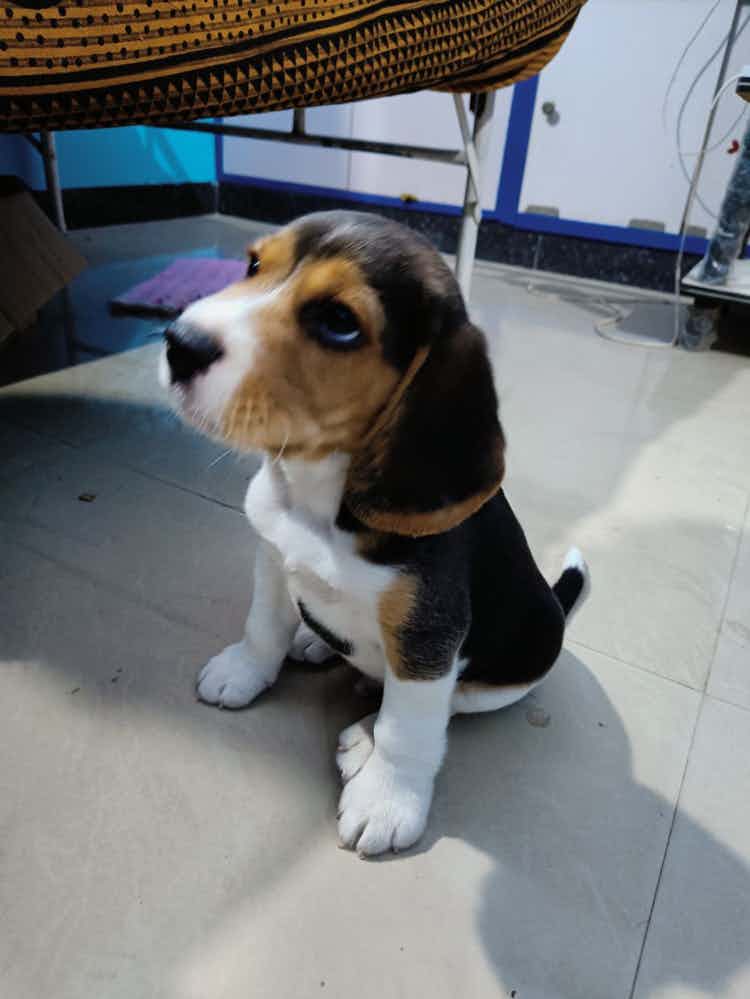 Jimmy The Cute Beagle 🐶❤️