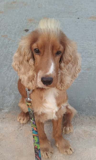 I have a original cocker spaniel male and need some female same breed for mating. Please connect with me and we can plan. I am from Bangalore