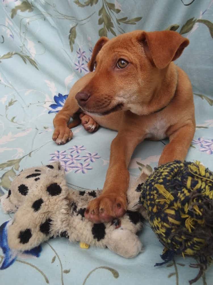 BANGALORE FOSTER/ ADOPTION ALERT 🤎

Mr. Ginger, 2.5 months old. 
He’s filled with sweetness.🥰Vaccinated and dewormed . 

If interested to adopt him, please connect on WhatsApp 9110698650 / DM us.