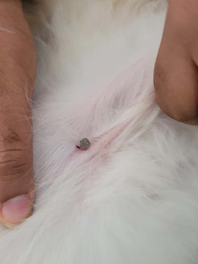 Hello 

My puppy has got this green color pimple/boil on his armpit. Please let me know if it is of concern.
