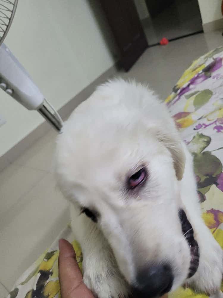 Hello All

My dog accidentally got few drops of lizol in his eyes. I have been giving him Ciplox-D drops. His eye has turned a little red. His behavior seems fine. Please let me know anything else I should do.