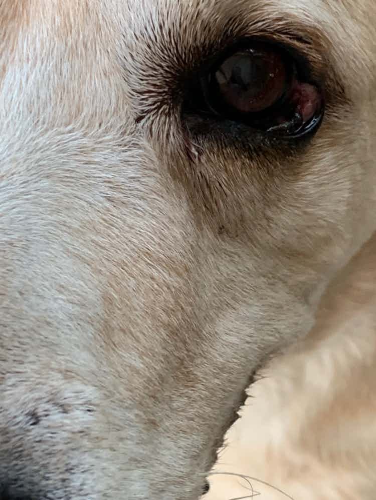 My pet has developed a small boil in his right eyes 
What is this