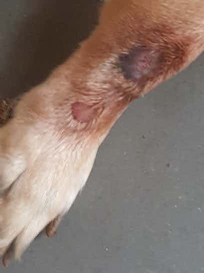 I have add one more recent photo of wound of coco. Please suggest what should be done.