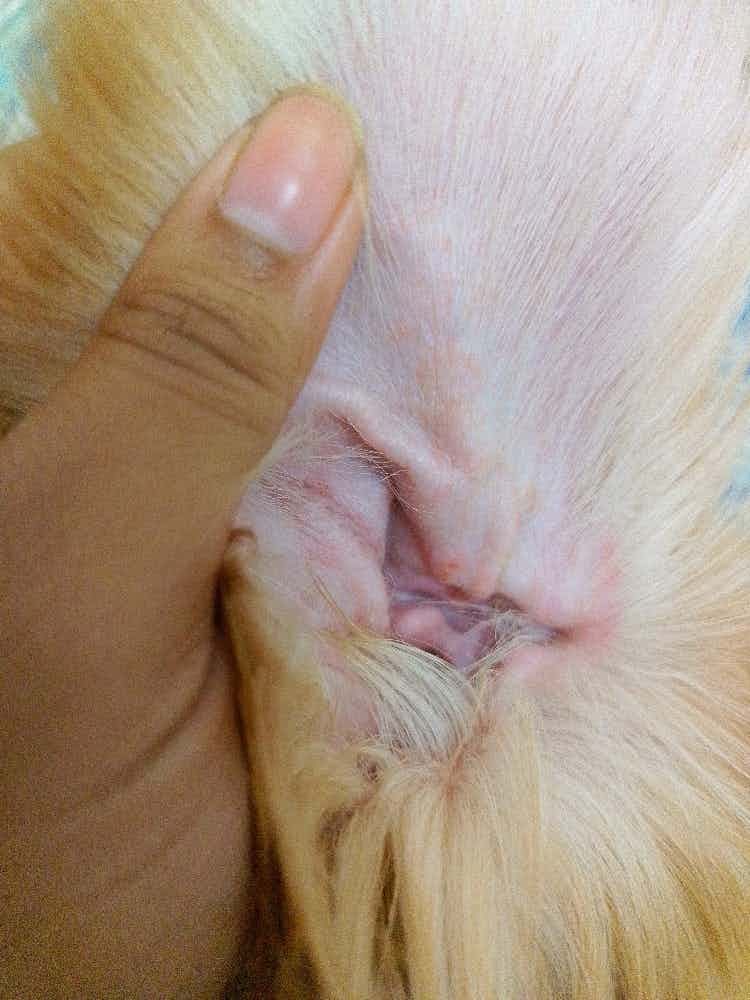 My 3 year golden retriever has some red pimple like reddish structure developed inside his ears, does he have any infection?