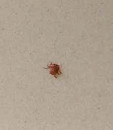 I found this in my dog's body,is this a teak?