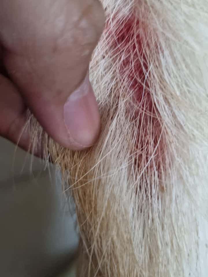 I noticed this in my Lab’s tail. He sometimes chews his tail. Any remedies for this?