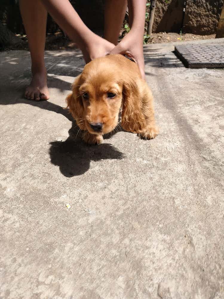 Mam I got English cocker spaniel which is 2months old , I been giving curd and egg and pedigree b, what food should I upgrade? And is smartheart puppy food good?
I need it's coat to be shinner