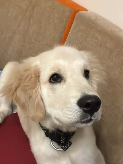 Hello, we are looking for foster parent for our cutest golden retriever, Scotch. Unfortunately for work, we have to go to Bombay this weekend. Since, there is no one else to take care of him, please let us know if you or someone you know if willing to take
care of him and shower him a lot of love for two days. 
Please reply for more details.