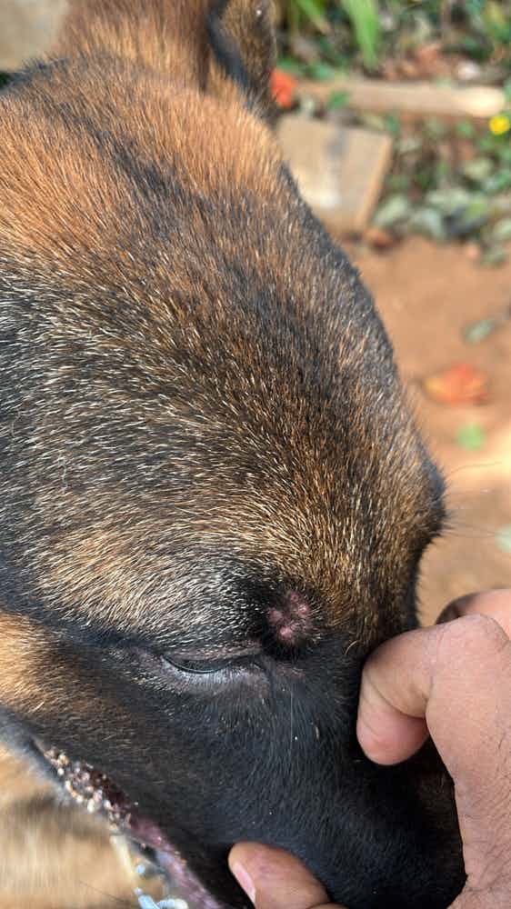 I am seeing small blisters on the eye brow of my pet German Shepard. Should I consult a vet