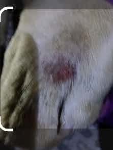 i found this infection in leg can please suggest what can be done for him