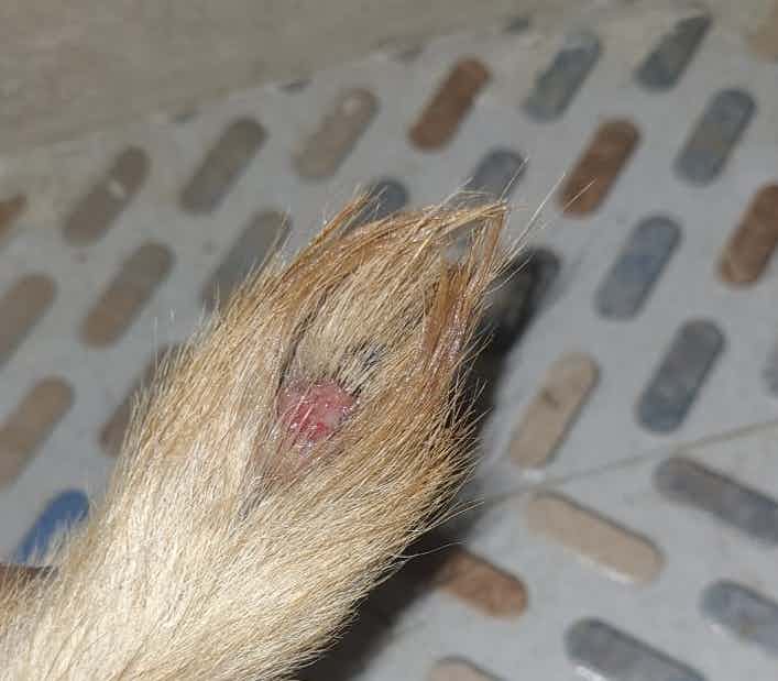 Doctor why is he getting like this ,from 1week he is getting itching on his tail ,please let me know what it is ?
Give some suggestions for clearing it