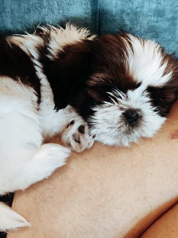 Hi, I have a puppy Shih Tzu who is 2.5 months old two vaccines done till now. We have a function to attend very recently and no day care is agreeing to take care becoz she is too young. Any leads who can take care of my pet for 6 hrs