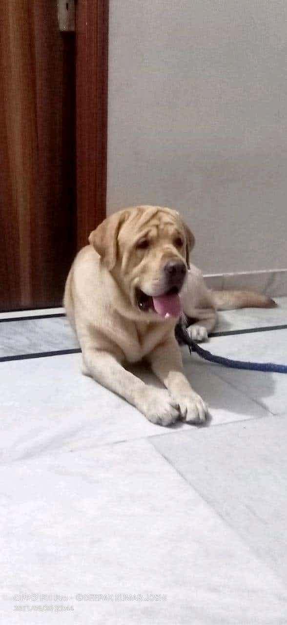 Zuno ,is a very good and healthy Labrador retriever dog, owner can't keep for space reason,free adoption available,must do ADOPTION formalities 8902704196