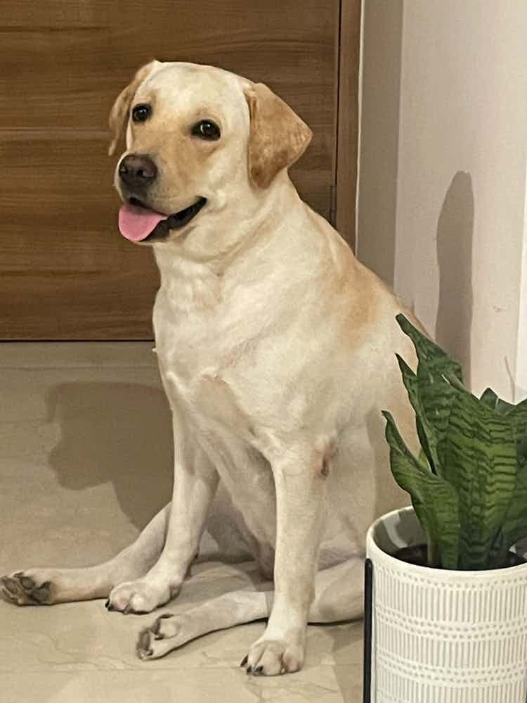 Hi All
As we are moving out of India so I am sharing this message for adoption of my pet Dog.

Ruby is 3 years old, fully Vaccinated, Poop trained, super active, playful and lovable Dog
Breed:Lab Retriever
Gender : Female
Colour: Fawn
Birth date: 30th August 2020
Vaccination: Fully vaccinated , only yearly vaccines to be done
Food Habits : Dog food (N&D and Royal Canin) , Curd Rice, cheese,rice and egg
Expectations: to be adopted in dog friendly caring family
Reason to put for adoption: we are moving out of India

Ruby is really playful, obedient, emotional and cute Doggo, she will take just 3-5 days to adjust in your family as she is very friendly
Current location-Pune
Thanks in advance!