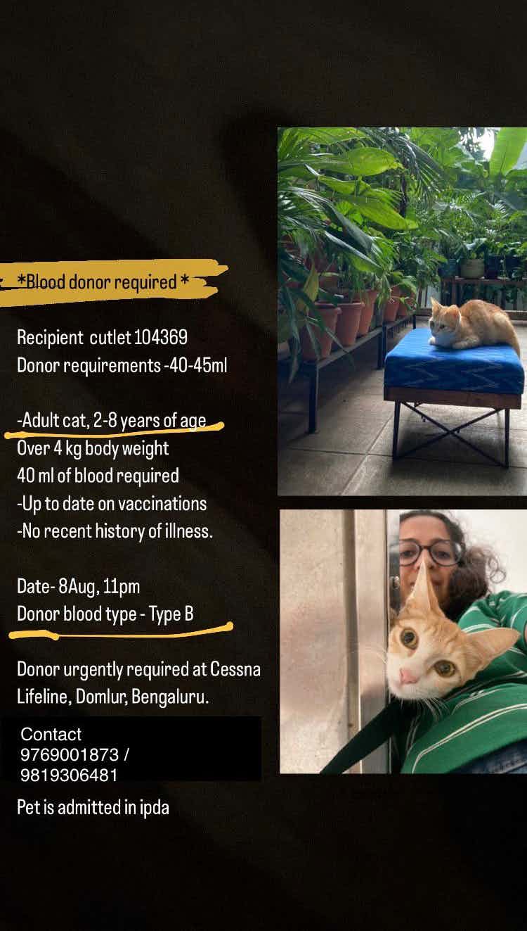 Blood Donor required for our cat Cutlet.