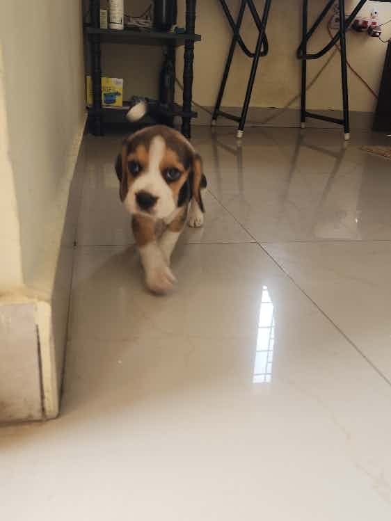 It's a beagle female puppy full of energy. Due to some personal reason we are putting this puppy for adoption