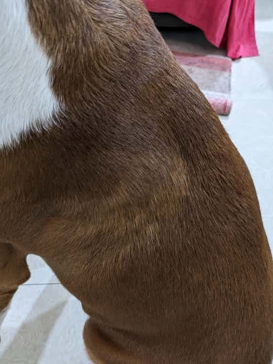 How to cure seasonal flank alocpecia? My 1 year boxer dog is having hair loss in flanks. He's on home food of egg curd n roti once, 2nd meal is drools focus dog food.feeding multivitamins,calcium n omega 6 as well