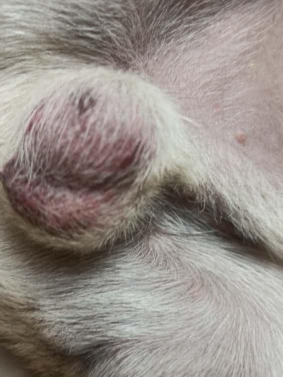 my 9 month old pug has this red boils on him in his balls and face. 

what should I do ?