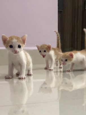 4 cute kittens are looking for forever cuddles.