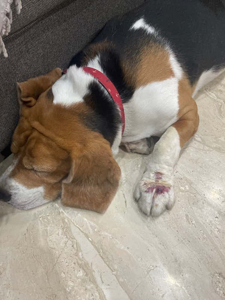 Hello 
My beagles Paw is getting this infection. we used himalaya anti microbial but still the same since a month. Please Advice.