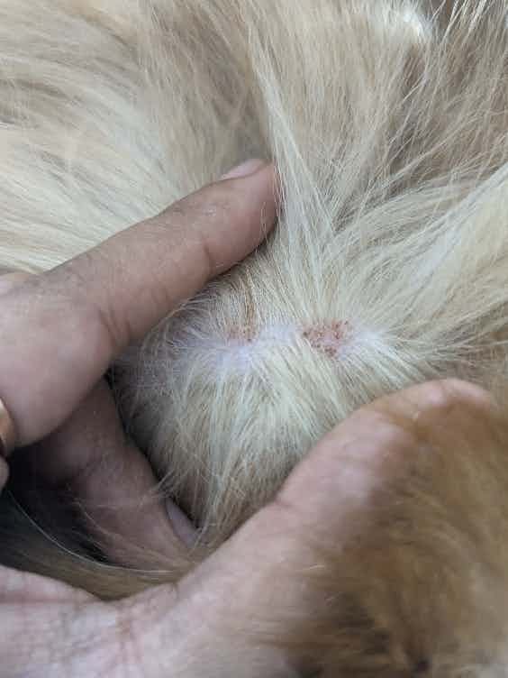 My pet has these spots on his skin, can you help identify these and cure for the same.