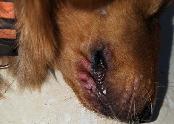 Redness on my pet's face, had been rubbing face from morning, what to apply to reduce the irritation?