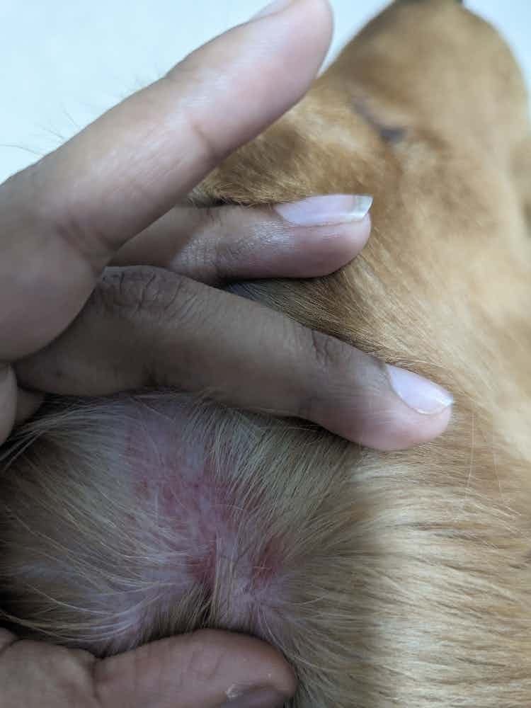 My dog keeps scratching his ear and redness has developed in the region. What should be done ?