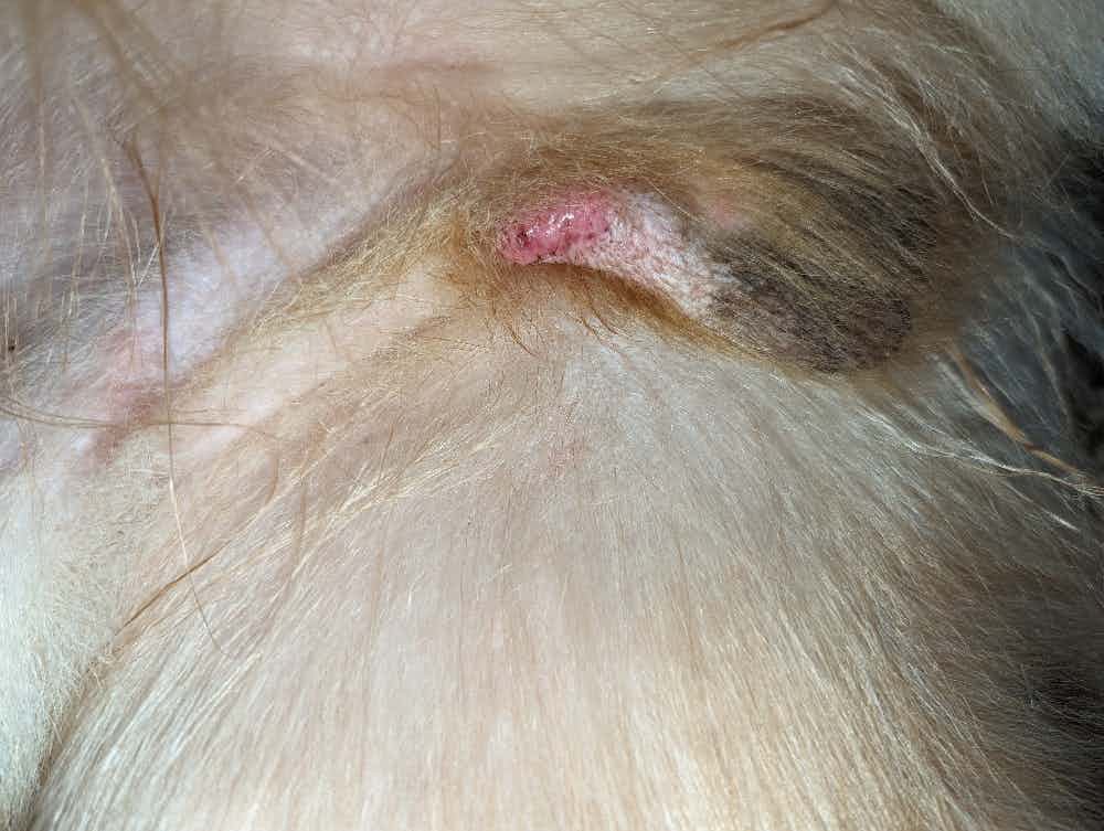 My pet developed a pimple like swelling on the neutered area, and also has rashes on belly, what could be the reason and how to treat ?