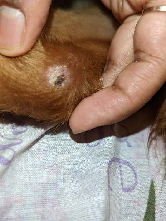 my dog has this on one of his legs, saw him itching today.