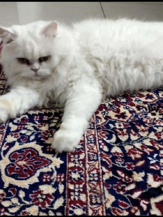 persian cat for adoption, 
male neutered, looking for loving and caring family, he is playfull, he would get along with other persian cat. likes playing with balls, likes chilling  in balcony..