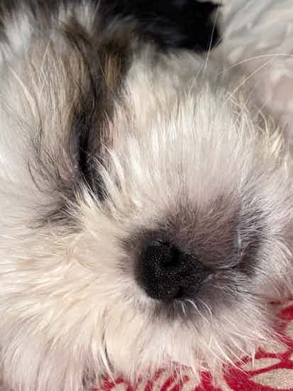 My 50 day old Shih Tzu puppy is having nasal congestion and difficulty in breathing, runny nose. I have taken him to vet they have some medicine which I had tried for almost 15 days but it’s no use. Please help