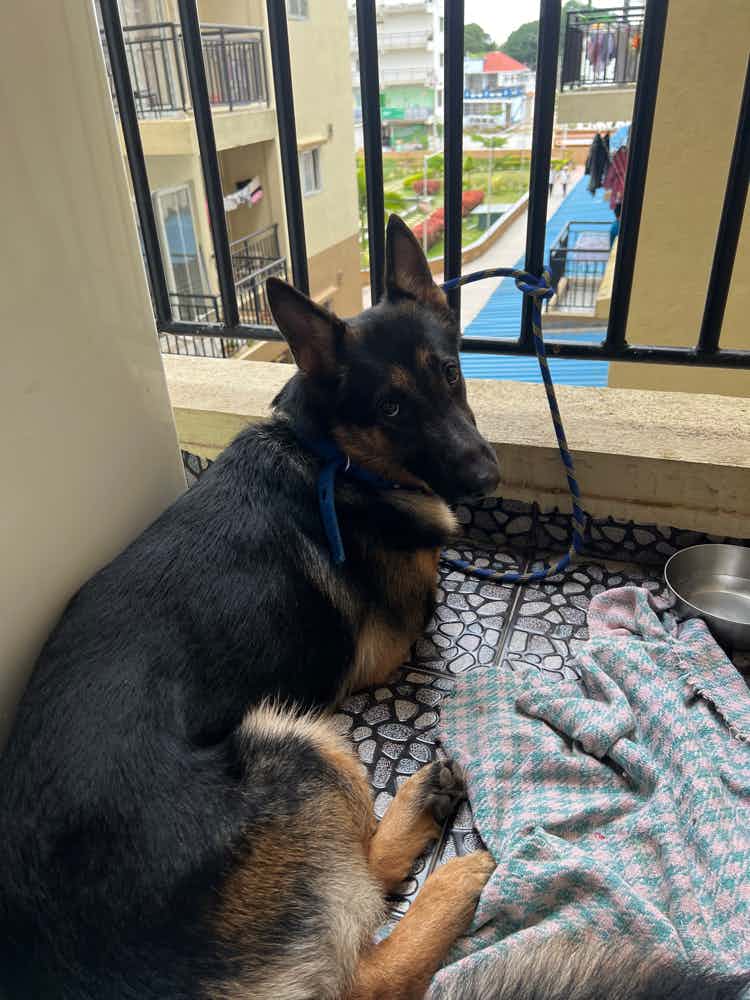 Is their any budget friendly home boarding for my GSD of 3 years looking for a year a long term stay Watsaap on 7899051364 preferably near Brookfield Bangalore or Perigundi Chennai. No breeders please.