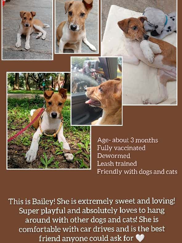 Please help Bailey find a home 🥺
She's super friendly, kind and adorable! Loves being around cats, dogs and people! 🤍

Contact - 9964837302