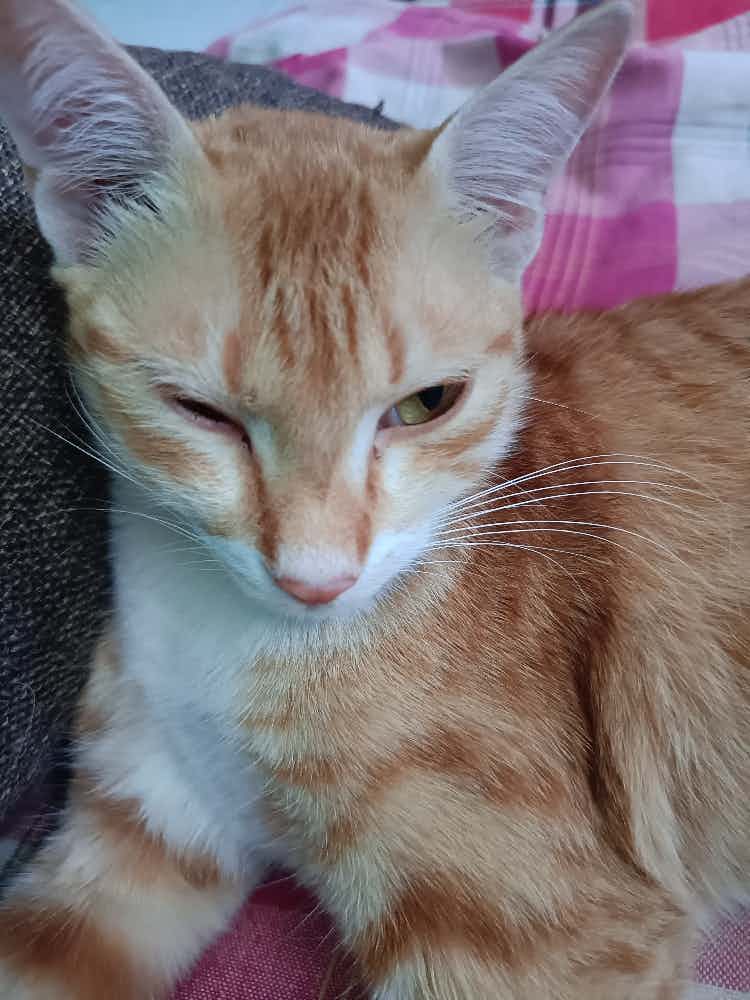 My cat is having some problem in eye from yesterday..she is closing one eye..there is no visible wound or something..not sure bcz of this heat,it is happening..can u pls suggest on this