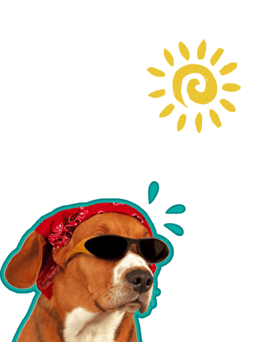 Summer care tips for dogs